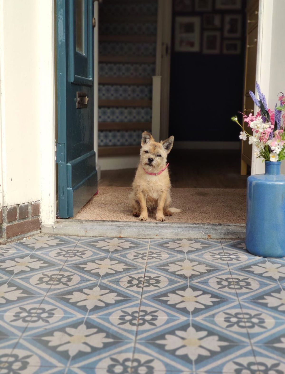 Klein hondje in de voortuin met patroontegels
