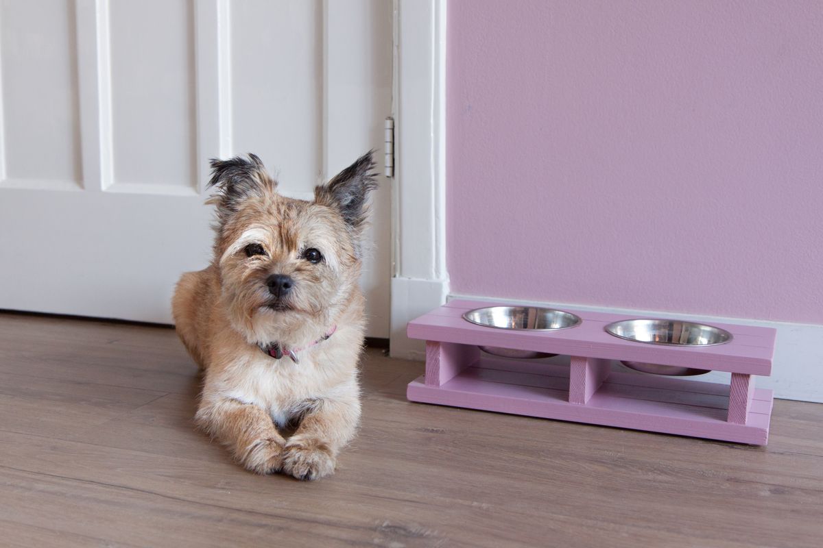 Izzie de hond naast haar nieuwe eetbak en drinkbak standaard